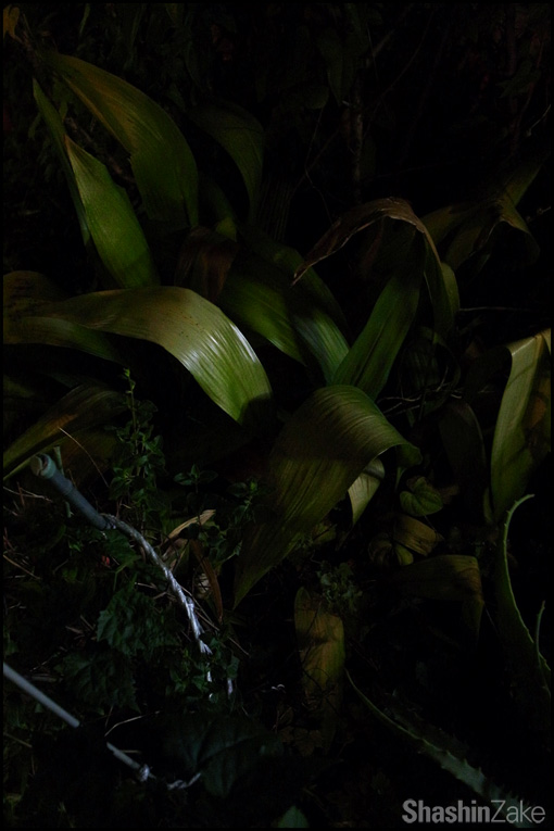 c0102003_17333625.jpg