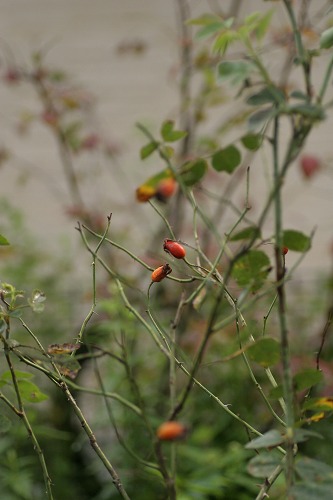c0186463_14583632.jpg