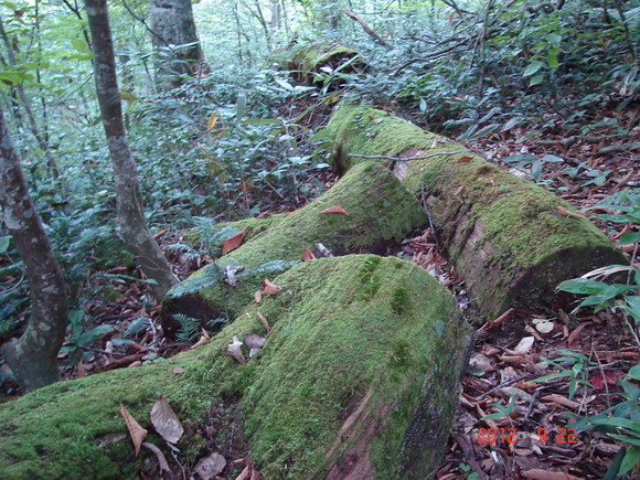 a0188775_9454349.jpg