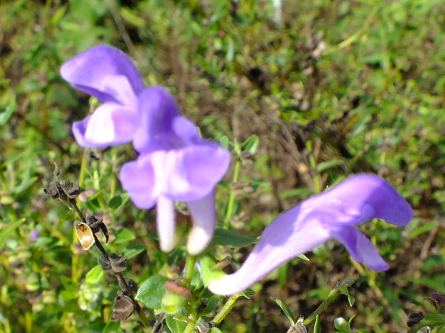 e0145782_5471644.jpg