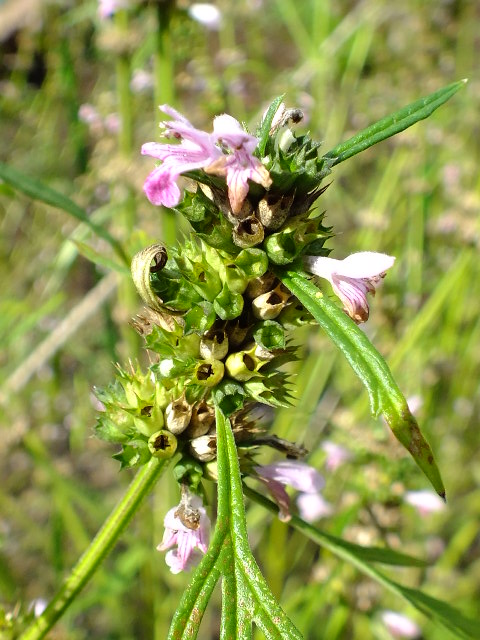 e0145782_547519.jpg