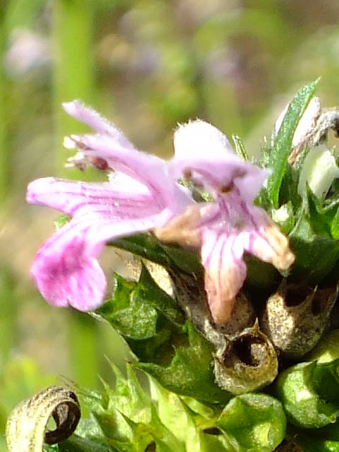 e0145782_5482065.jpg