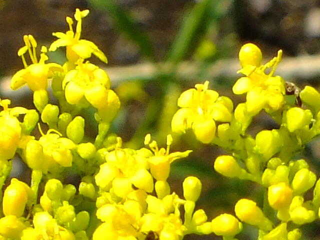 e0145782_5503041.jpg