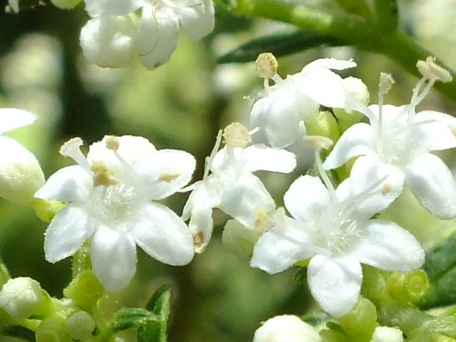 e0145782_55225.jpg