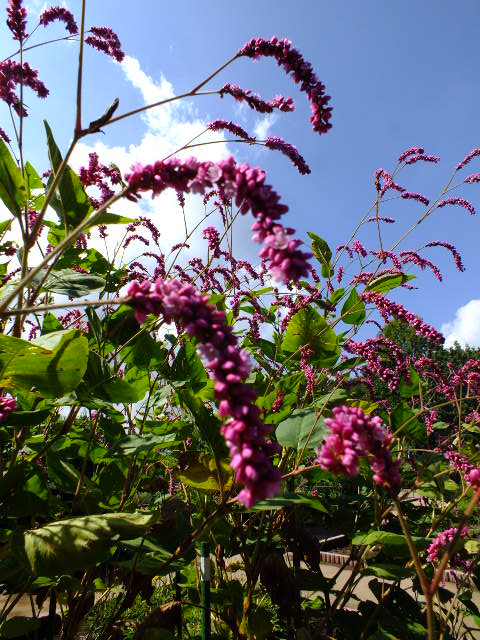 e0145782_5554737.jpg
