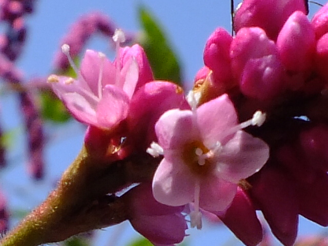 e0145782_5562243.jpg