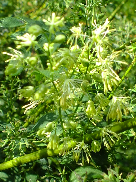 e0145782_5575982.jpg