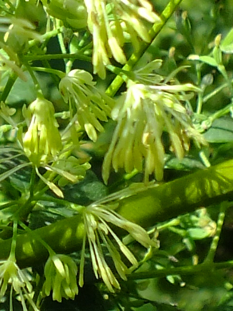 e0145782_5583253.jpg