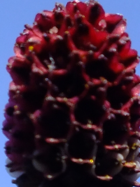 e0145782_642699.jpg
