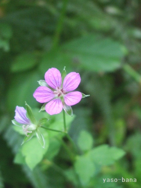 e0025300_21434493.jpg
