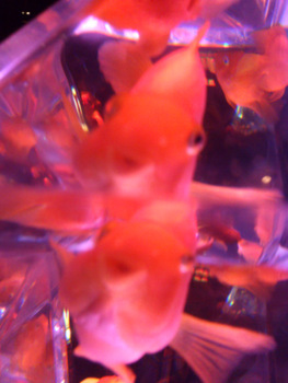 b0217204_22271472.jpg