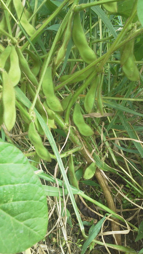 e0168109_22385049.jpg