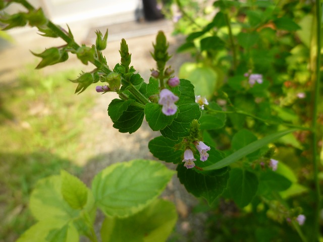 d0037110_21283920.jpg