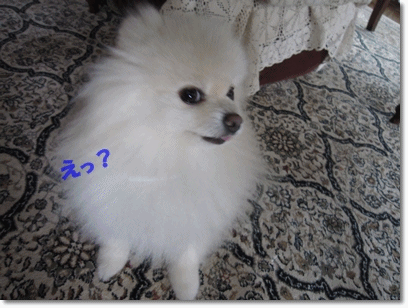 b0167519_12541057.gif