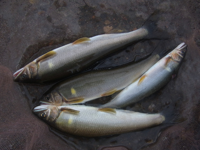 f0103126_209151.jpg
