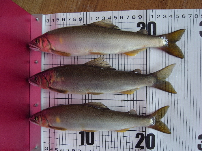 f0103126_2092528.jpg