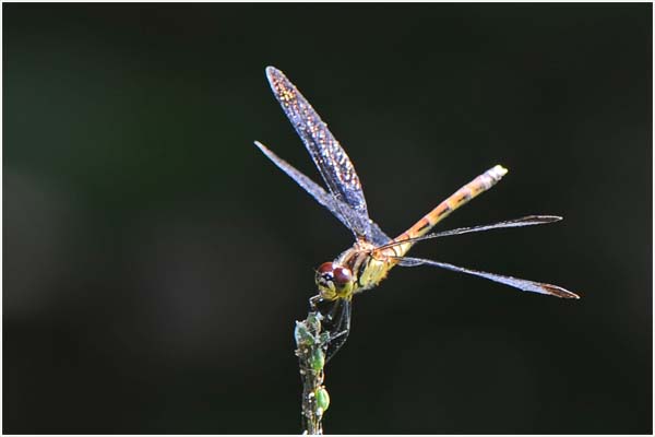 d0029829_426252.jpg