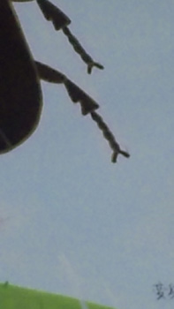 b0170472_19453263.jpg