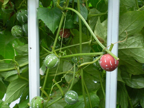 a0135990_22203783.jpg