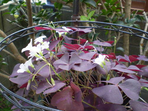 a0135990_22282352.jpg