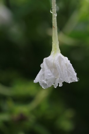c0151691_10423776.jpg