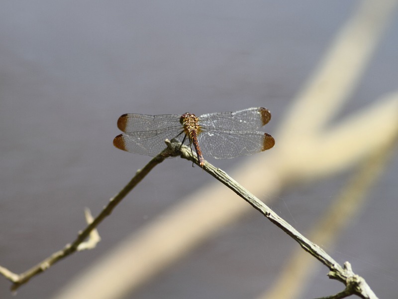 b0223198_9483415.jpg