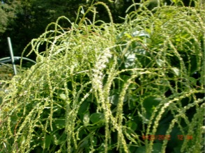 c0151898_11314093.jpg
