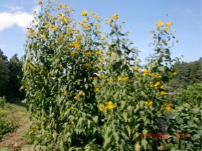 c0151898_11314916.jpg