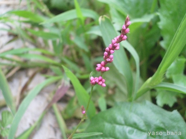 e0025300_16235090.jpg