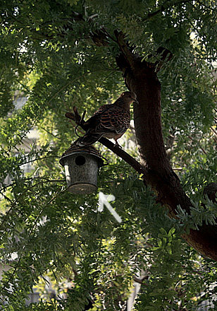 e0236005_1332640.jpg