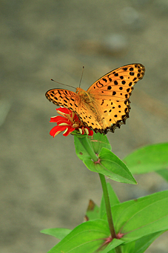 b0014607_17272614.jpg