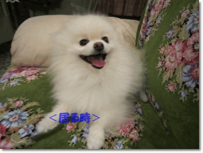 b0167519_23294451.gif