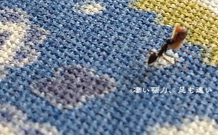 d0042827_1402448.jpg