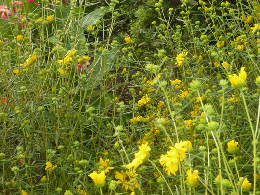 a0206332_942225.jpg
