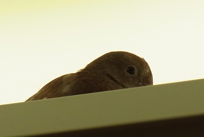 エレベーター内の鳥2