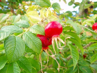 e0004756_21313033.jpg