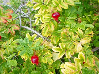 e0004756_21314765.jpg