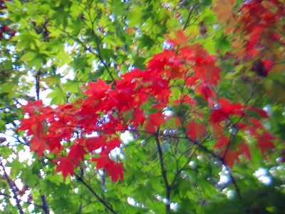 f0182173_1621710.jpg