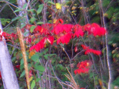 f0182173_16239.jpg