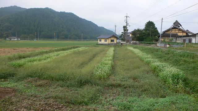 b0042882_1143175.jpg