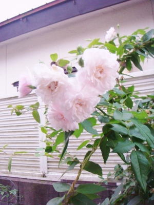 d0235093_2021046.jpg
