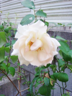 d0235093_2083510.jpg