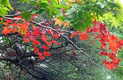 c0156212_1859133.jpg