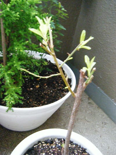 c0118715_223086.jpg