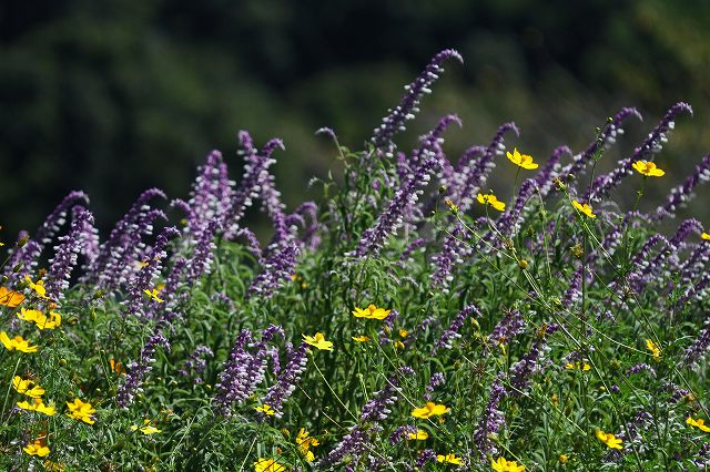 a0242438_19432645.jpg
