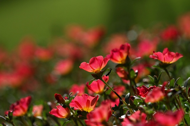 a0242438_19461088.jpg