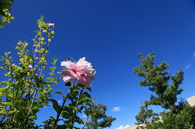 a0242438_19492070.jpg