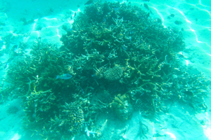 f0190653_10424448.jpg