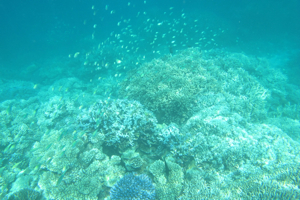 f0190653_10485317.jpg