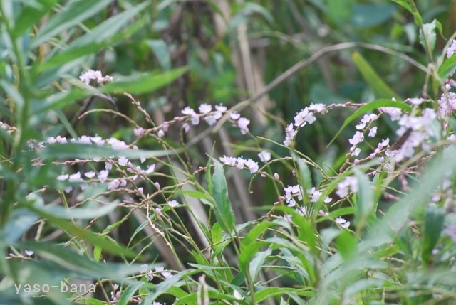 e0025300_144756.jpg